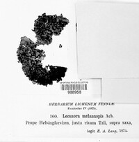 Lobothallia melanaspis image